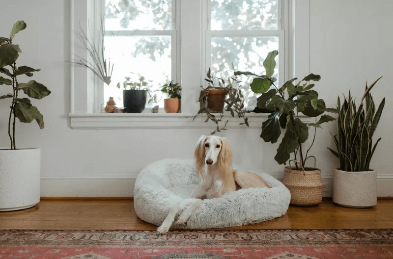 Tierhaare - Karcher Flexstore